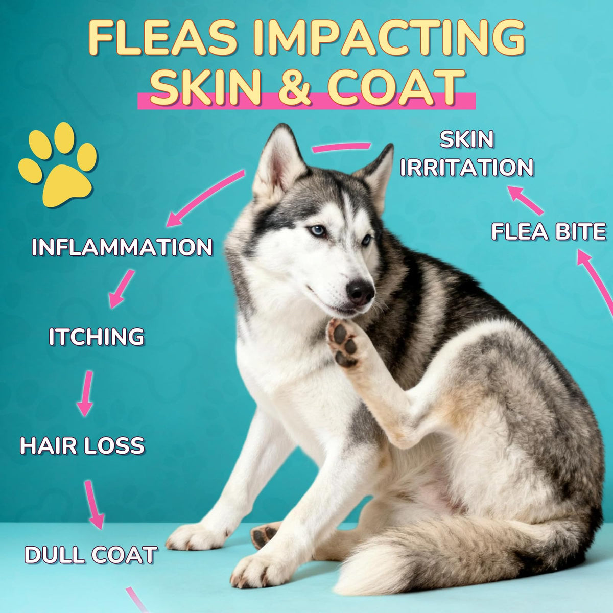 Flea and Tick Prevention for Dogs & Cats N6421