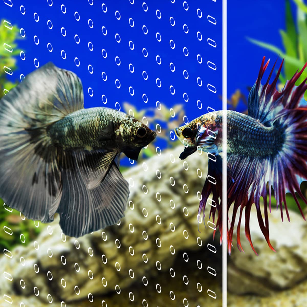 Clear Aquarium Divider with Suction Cups B4418