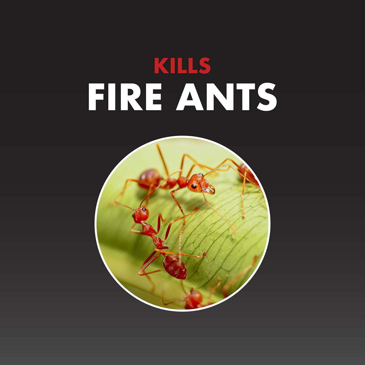 Fire Ant Killer Granules 1.5 Lb M42712