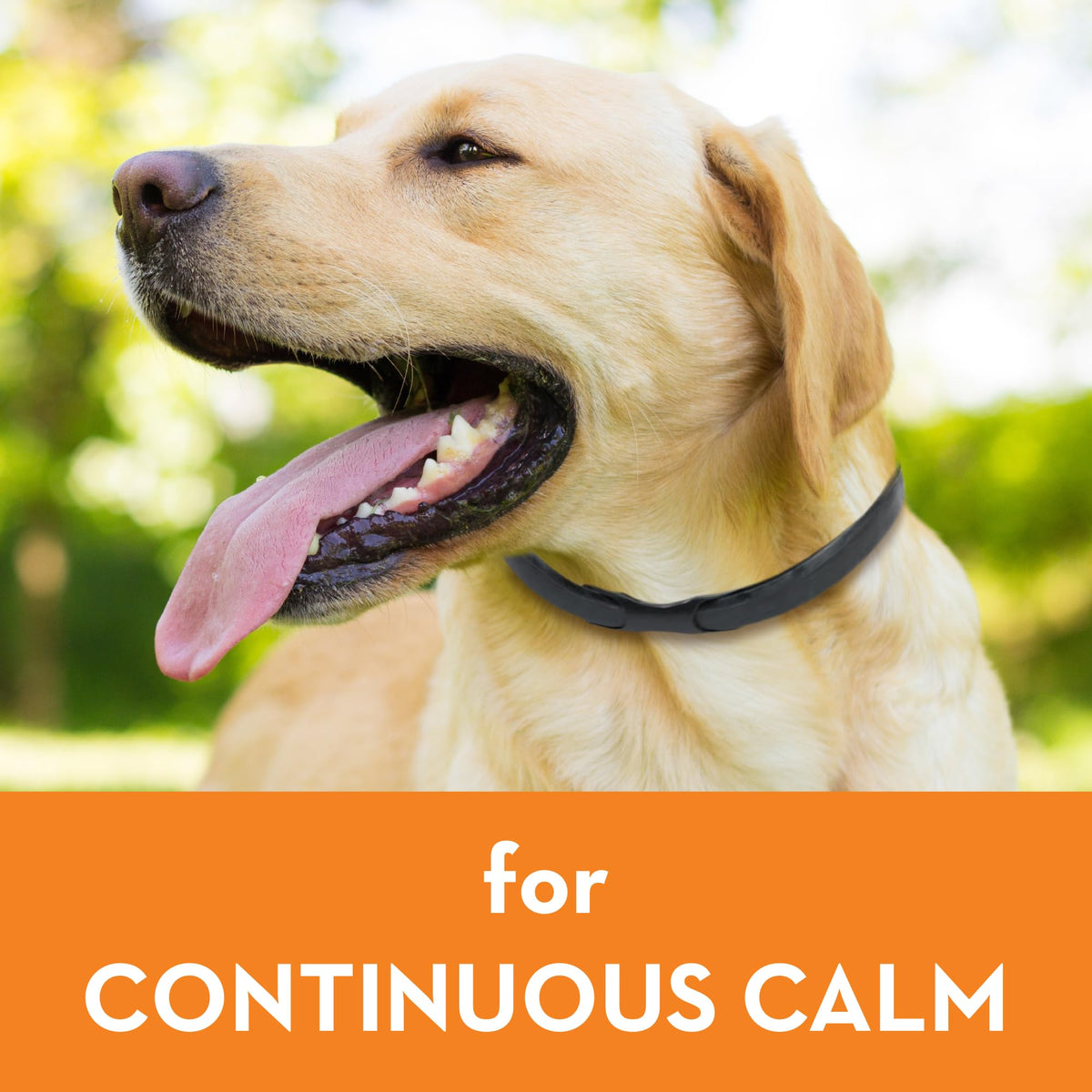 Calming Collar for Dogs (Large) O492
